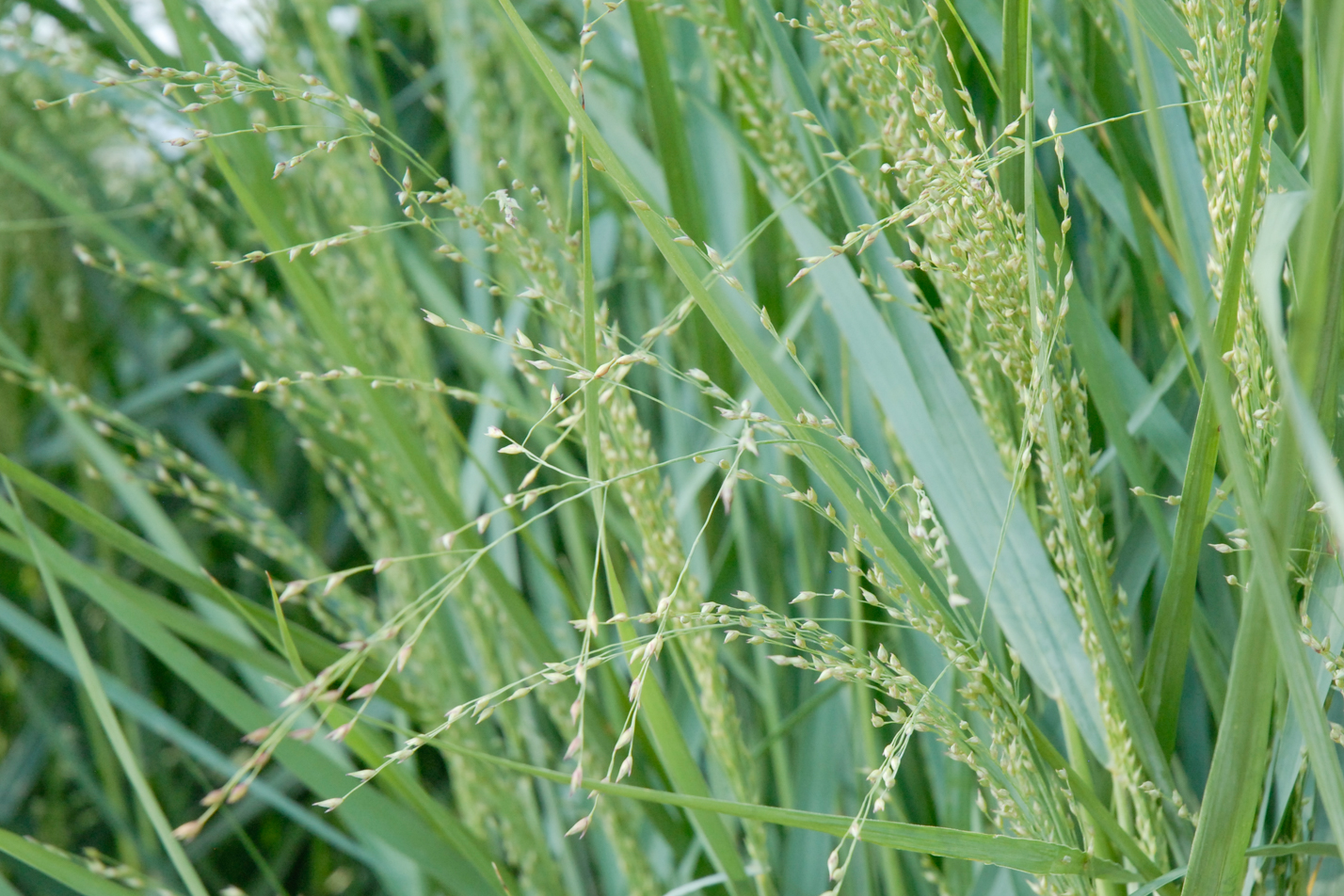 Prairie Sky Switchgrass